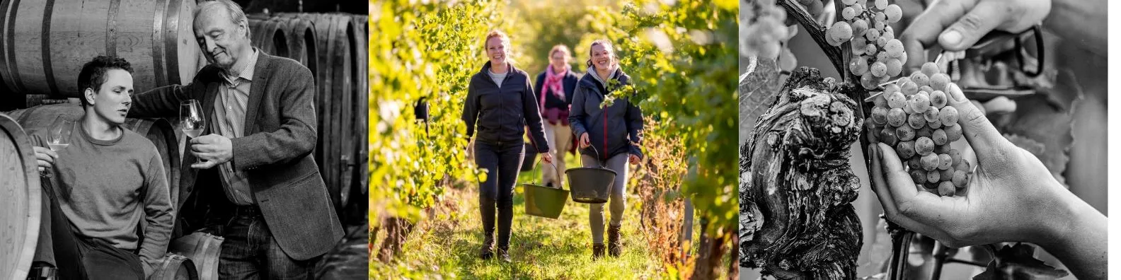 Weingut Peter Stolleis